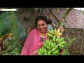 పచ్చి టమాటో లు పచ్చడి చేద్దామా organic vegetable harvest live village life with me in hyderabad