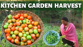 పచ్చి టమాటో లు పచ్చడి చేద్దామా? Organic vegetable Harvest/Live village life with me in Hyderabad