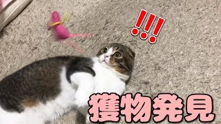 飼い主が帰宅して嬉しい！遊んで！な子猫【スコティッシュフォールド】【Scottish Fold】