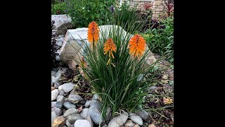 Top 10 How to Garden – Plants for the High Desert Landscape