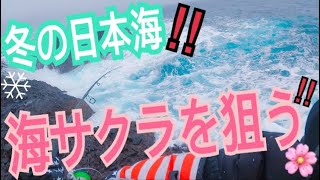 サクラ開花🌸海サクラマスを釣りに日本海へ！