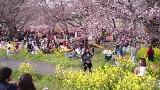 埼玉県、熊谷駅近くの熊谷桜堤で花見🎵 2017. 4. 5