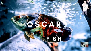 APPEARANCE OF OSCAR FISH | MARINE ANIMAL |TRIZZLER|