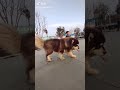 douyin 抖音 viraltiktok viral tiktok malamute puppy is bigger than master kid