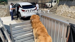 ゴルフ対決へ向かう父を車が見えなくなるまで見送るゴールデンレトリバーベンツ。