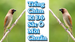 Tiếng Chim Ri Đỏ Mồi | Tiếng Chim Sắc Ô Chuẩn | File Tiếng Chuẩn Của Thợ Chuyên Bẫy 2021