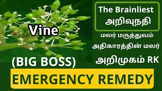 மலர் மருத்துவம் - VINE SEVENTEENTH REMEDY - DR.BACH FLOWER REMEDY (1)