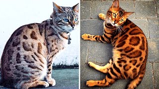10 Rarest Cats In The World