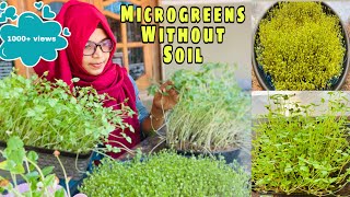 Microgreens in Malayalam| How to Grow microgreens at home |All about micro-greens | No soil