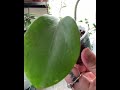 unbox with me hoya jennifer hoya merrilli plant unboxing mercai homestead plants