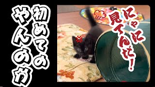 【保護子猫】「子猫なのに、やんのかステップ習得」家族21日目