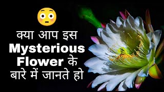 क्या आप इस Mysterious Flower के बारे में जानते हो ? 😳 #shorts