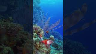 Beautiful Coral reefs underwater || Underwater Vista