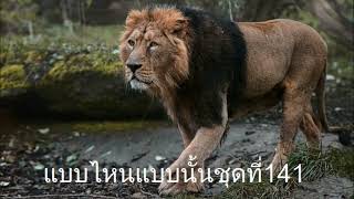 แบบไหนแบบนั้นชุดที่ 141