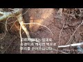 약초산행 초보자도 도라지 쉽게 캘수 있는 자생지 고르는 요령 도라지 캐는 장면 공개