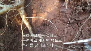 약초산행/초보자도 도라지 쉽게 캘수 있는 자생지 고르는  요령 도라지 캐는 장면 공개