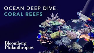 How Does Climate Change Affect Coral Reefs? | Bloomberg Philanthropies