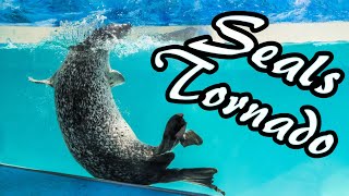 【アザラシトルネード】ゴマフアザラシの個性【下田海中水族館】