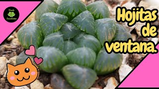 ¿Cómo mantener a tu Haworthia COOPERI sana y creciendo?