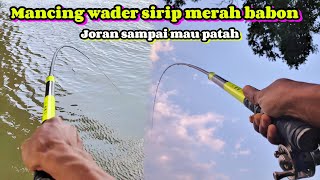 BEROTAN WADER BABON‼️JORAN YEHANG 450 DIBIKIN MAU PATAH‼️MANCING WADER SIRIP MERAH/DERBANG TAWES