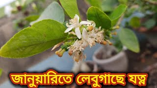 শীতে লেবুগাছে যত্ন/lemon plant winter care