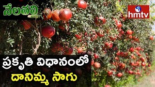 Pomegranate Farming: ప్రకృతి విధానంలో దానిమ్మ సాగు | Nela Thalli | hmtv