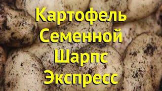 Картофель семенной. Краткий обзор, описание характеристик, где купить картофель Шарпс Экспресс