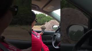 Hysterical ostrich attack