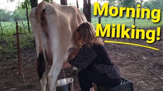 Morning milking!