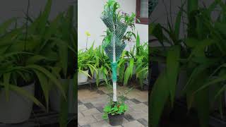 Portable Orchid Tree | Different Methods of Setting Orchids