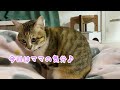 庭に住みついた野良猫を家猫へ 17【主と離れたくなくて必死に引き止めるトラ】