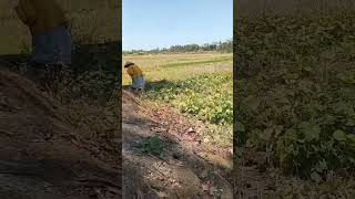 jemput mbah neng sawah #panen #kacangijo