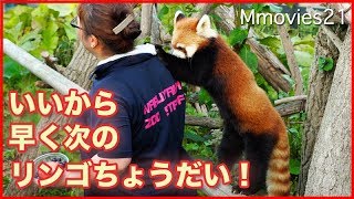 飼育員さんにぐいぐい要求　レッサーパンダ　ギンと円実　夜の動物園