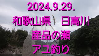 2024.9.29.和歌山県　日高川下流　アユ釣り　産品下の瀬