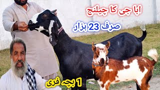 اج ابا جی نے چیلنج کر دیا 10 بکریوں کے ساتھ ایک بچہ فری صرف 23 ہزار میں خریدیں