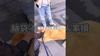 小狗狗才是世间最懂感恩的动物呀！#小鸡毛 #小金毛 #萌宠出道