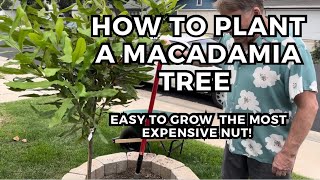 Macadamia Nut Tree  | Planting for Success | Fertilizer | Soil Amendments