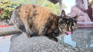 神社の手水舎で美味しそうに水を飲むサビ猫ちゃん