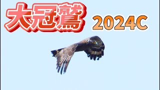 大冠鷲2024C-EP04_窗外鳥世界_2024-02-14