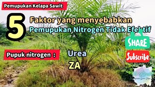 5 Faktor yang menyebabkan Pemupukan Nitrogen Tidak Efektif