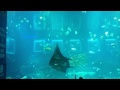 the largest glass panel aquarium in the world