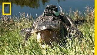 "Narcoleptic" Alligator & Other Gators "Film" Their Day | National Geographic