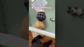 ベビーサークルに入れられた犬 #shorts #ポメラニアン #犬