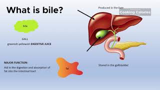 Bile - What is Bile?