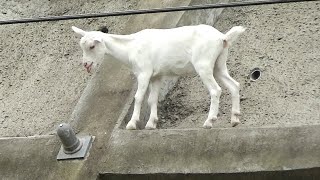 脱走子ヤギ、　線路近くて住民は心配