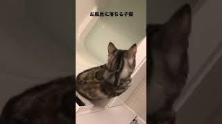 お風呂に落ちる子猫