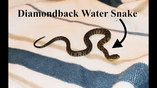 How to Care for a Water Snake