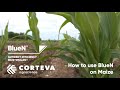 How to use Nutrient Efficiency Biostimulant BlueN™ on maize