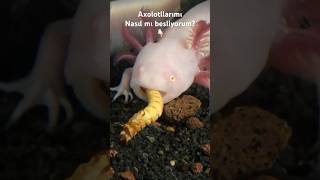 😳😧😳#axolotl #funny  #hayvanlar #akvaryum #aquarius  #animal #aquarium #fyp