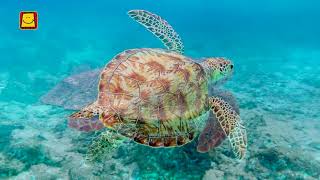 Sea Turtle (Hindi) | समुद्री कछुआ